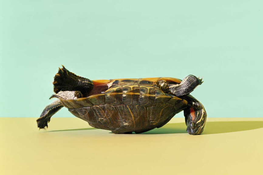 Schildkröte, die auf dem Rücken liegt.