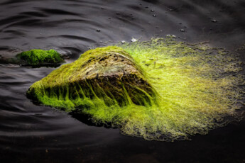 Algen im Wasser