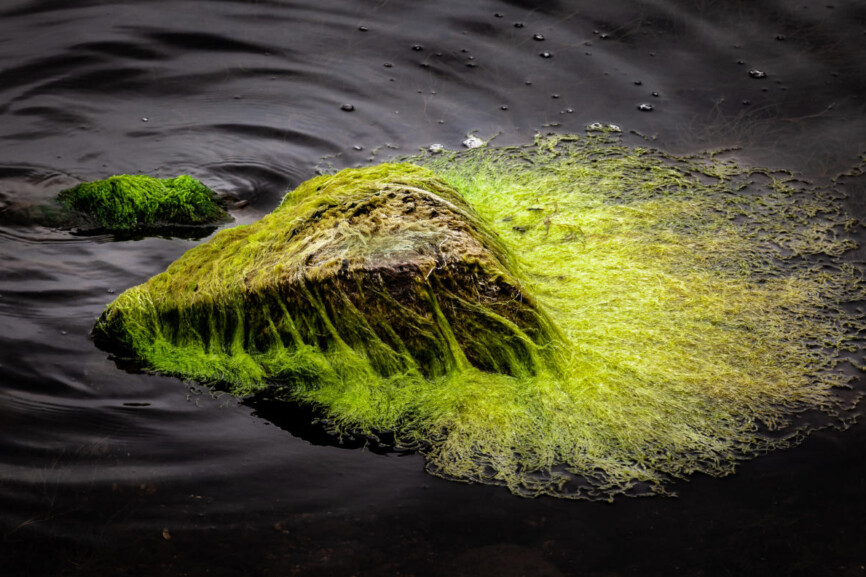 Algen im Wasser