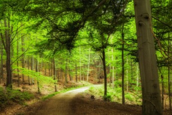lukasz-szmigiel-_ViF9dxNl7Q-unsplash